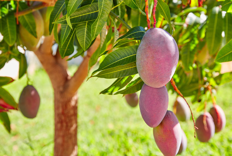 Variedades: • Ataulfo • Manila • Tommy • Haden • Kent • Keitt Temporalidad: Enero-Octubre