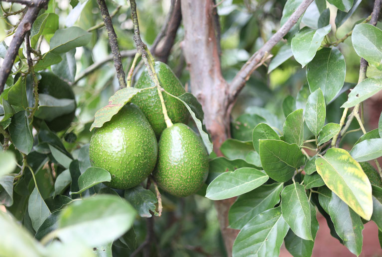 Variedades: • Hass • Mendez Temporalidad: Todo el año