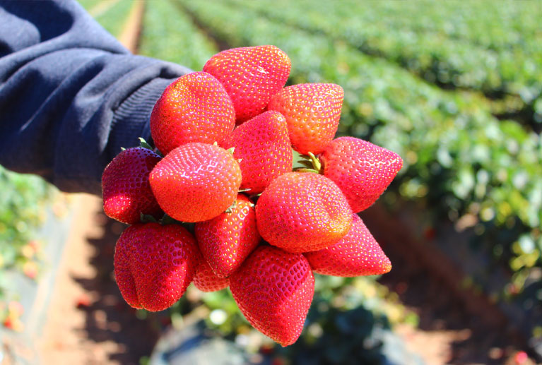 Variedades: • Publicas Temporalidad: Octubre-Abril