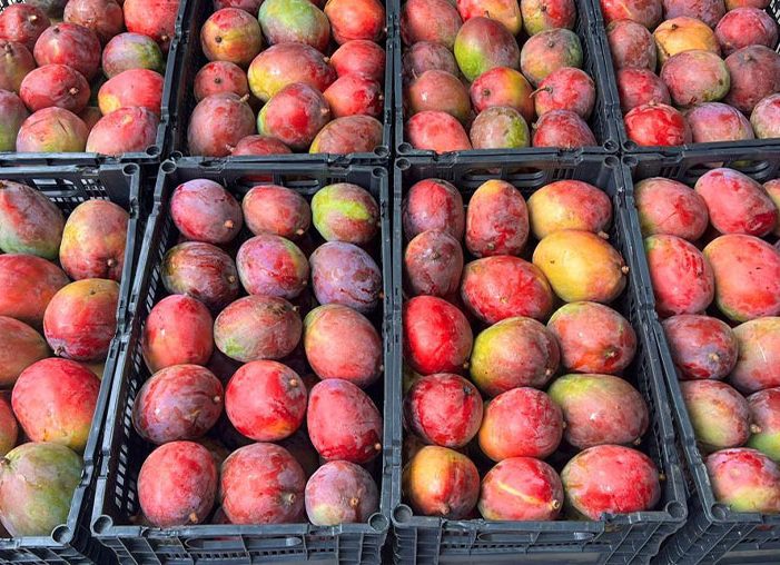 Organic farms avoid toxic inputs, improve soil health, grow clean, sustainable food that supports nature.