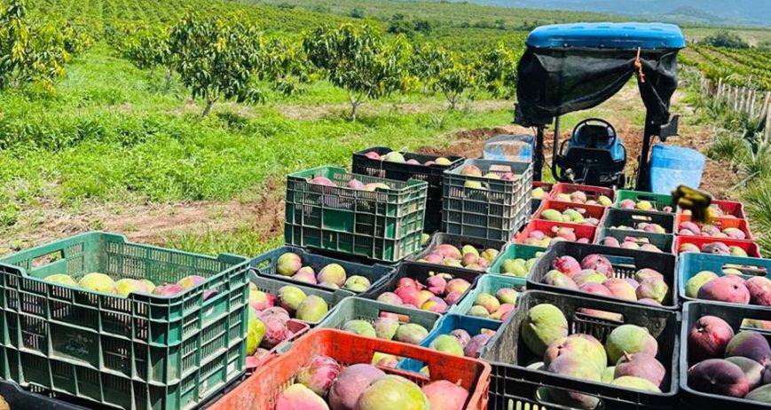 Organic farms avoid toxic inputs, improve soil health, grow clean, sustainable food that supports nature.