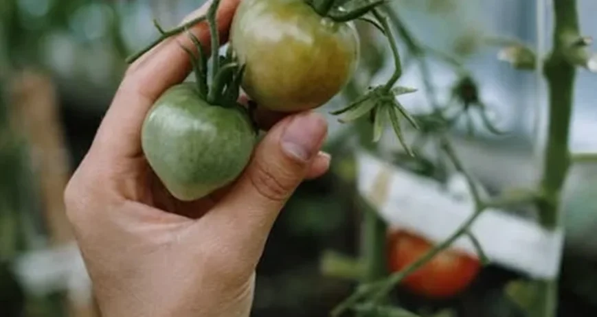 Organic farms avoid toxic inputs, improve soil health, grow clean, sustainable food that supports nature.