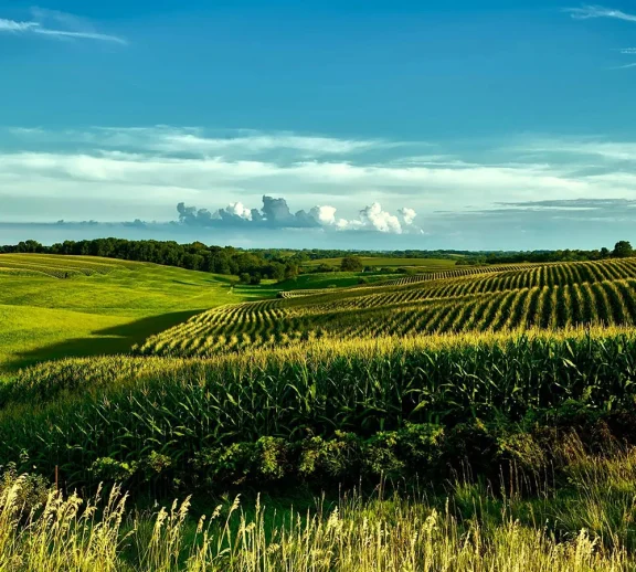 We grow fresh, organic produce using clean methods that protect nature, healthy food.