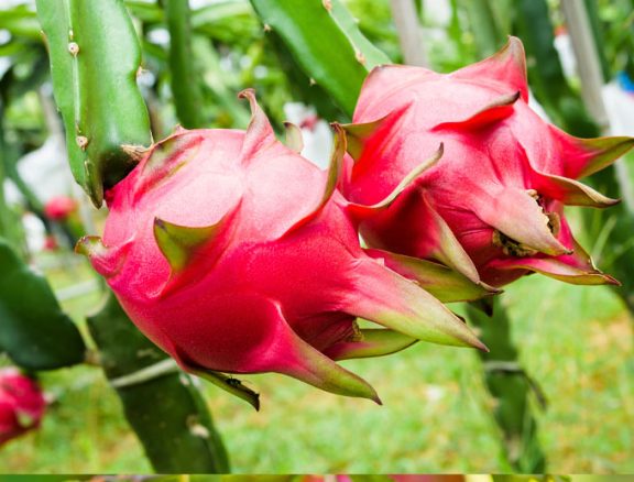 Variedades: • Pulpa Roja • Pulpa Rosa • Pulpa Blanca. Temporalidad: Junio- septiembre